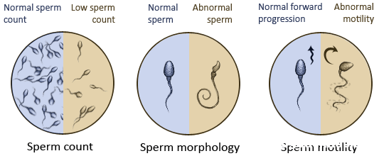 1 Cải thiện chất lượng tinh trùng